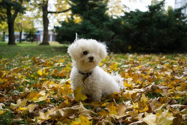 Roztomilý Bílý Pes Venku Parku — Stock fotografie