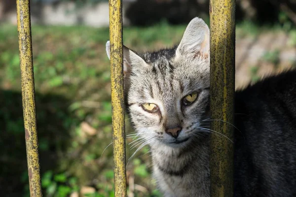 Cute Cat Outdoor Park — Stock Photo, Image