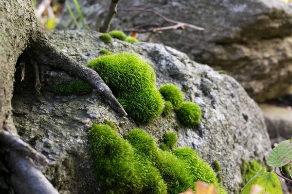 Musgo Verde Madeira Eslováquia — Fotografia de Stock