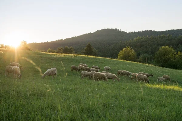 Ovce Pasoucí Zelené Louce — Stock fotografie