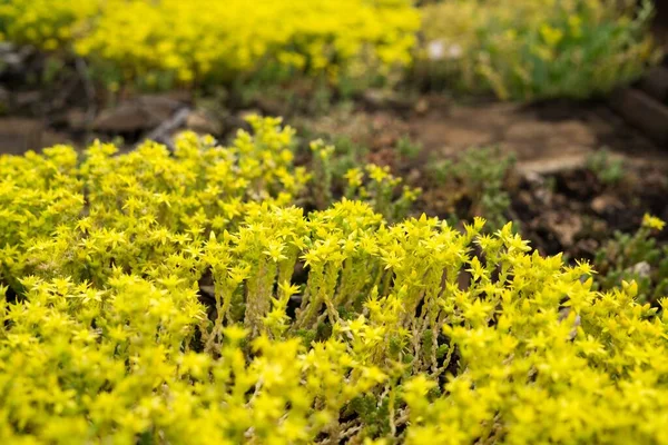 Farbe Blumen Nahaufnahme — Stockfoto