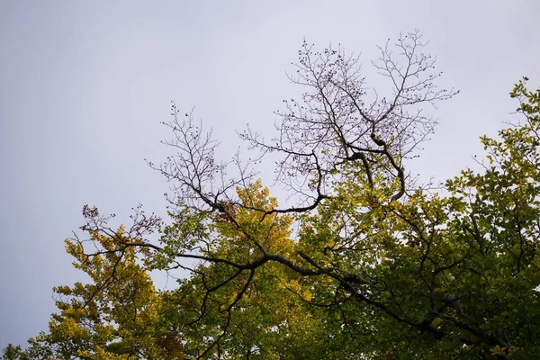 Magiczny Las Drzewami Zielonymi Liśćmi — Zdjęcie stockowe
