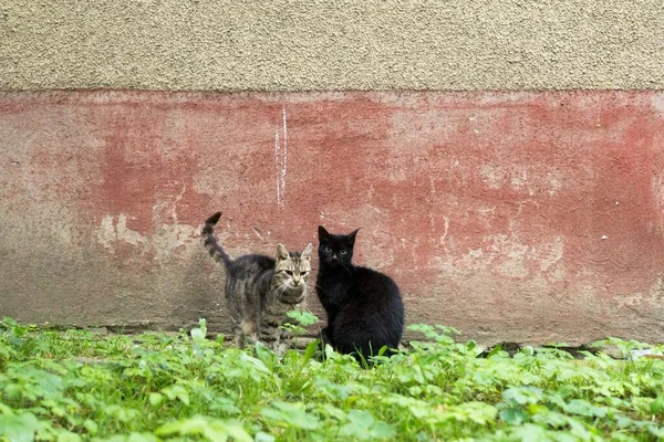 Zwei Katzen Sommergarten — Stockfoto