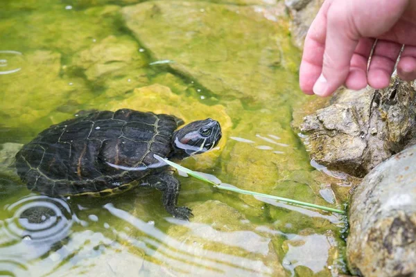 Kleine Schildpad Menselijke Hand Achtergrond — Stockfoto