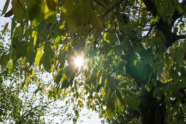 Grüne Blätter Garten Nahaufnahme — Stockfoto