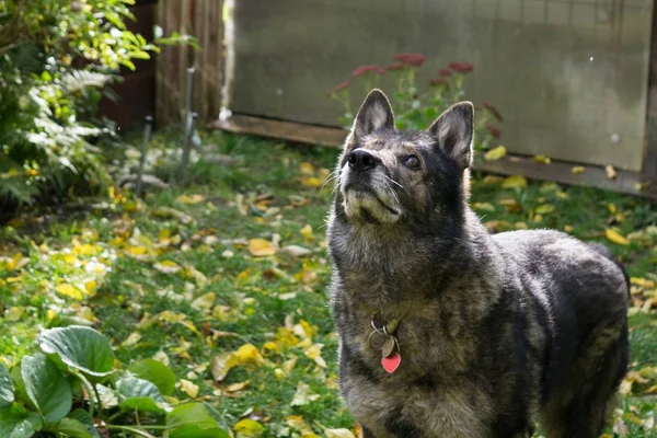 Close up shot of old dog with toy