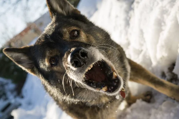 Perro Jugando Patio Cerca Disparo — Foto de Stock