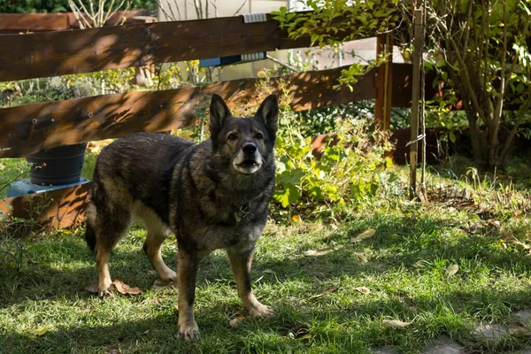 おもちゃで古い犬のショットを閉じます — ストック写真