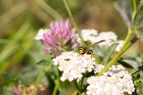 Schöne Blumen Und Käfer Garten Nahaufnahme — Stockfoto