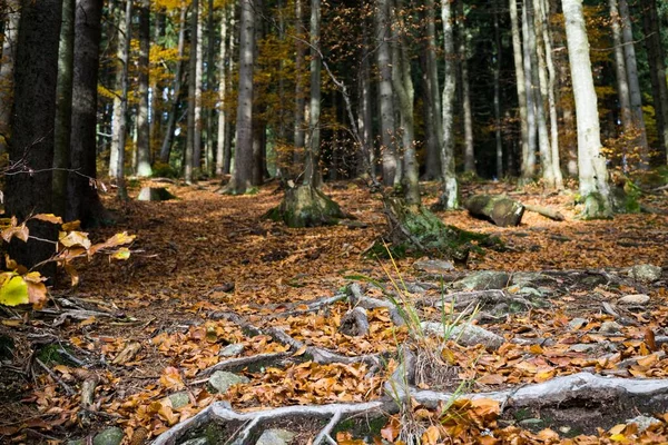 Bosque Mágico Con Árboles Hojas Verdes —  Fotos de Stock
