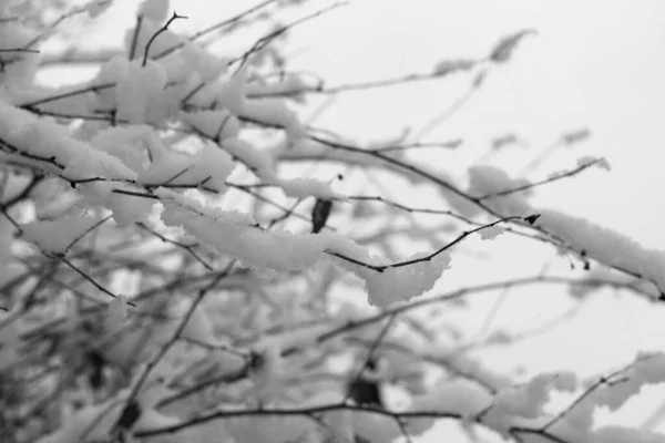 大自然被雪覆盖着 斯洛伐克 — 图库照片