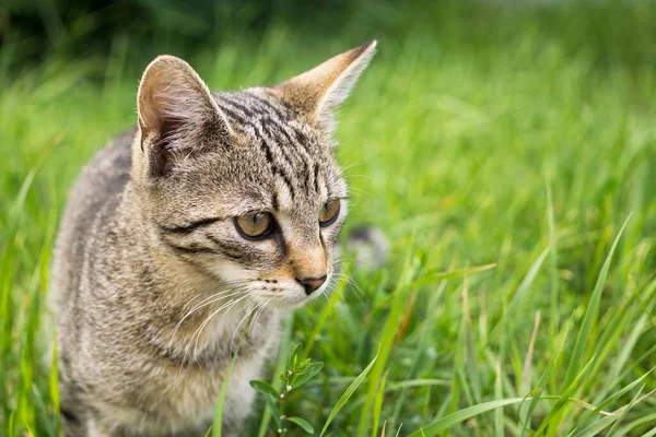 Mignon Chat Plein Air Dans Parc — Photo