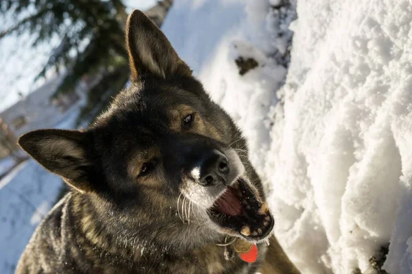 Hond Spelen Tuin Close Schot — Stockfoto