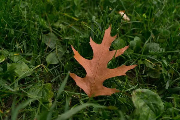 Herbstblatt Auf Dem Boden Slowakei — Stockfoto