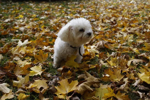 Mignon Chien Blanc Plein Air Dans Parc — Photo