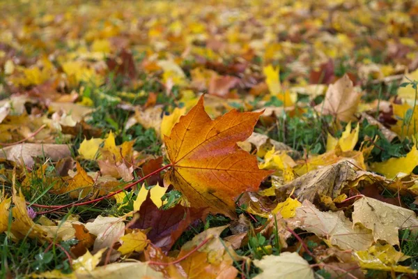 Herbstblätter Auf Grünem Gras Slowakei — Stockfoto