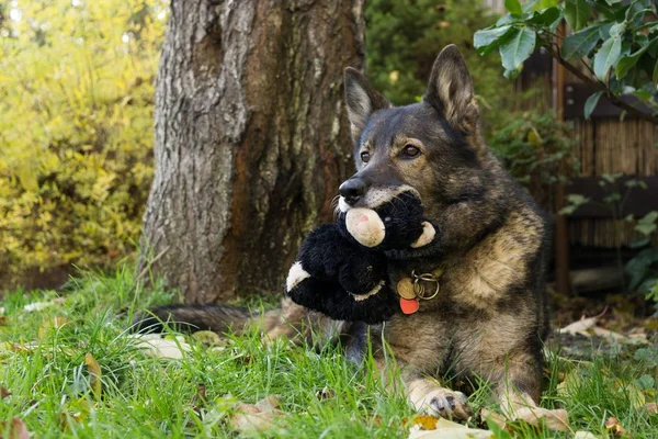 Close up shot of old dog with toy