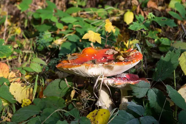 Champignons Toxiques Hallucinogènes Mouche Agarique Dans Herbe — Photo