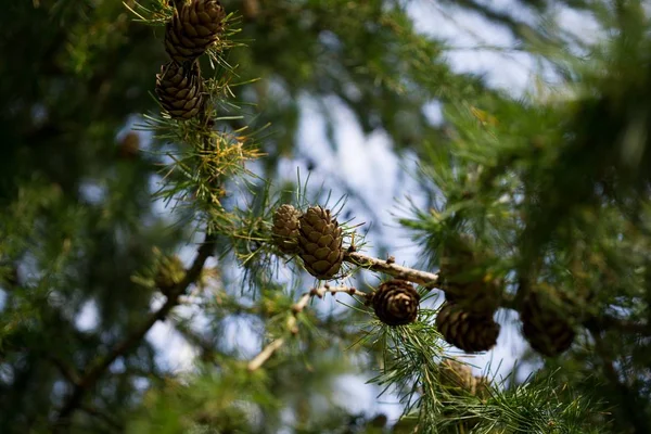 Pinheiro Com Cones Fundo Natureza — Fotografia de Stock