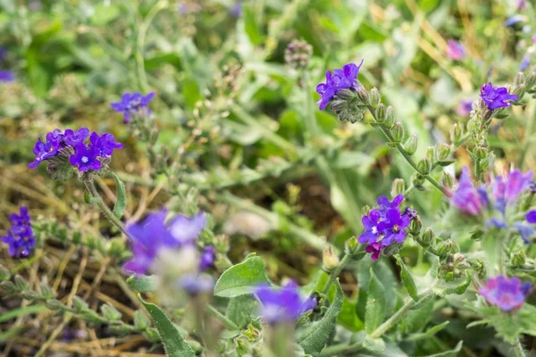 Color Flores Primer Plano Disparo — Foto de Stock