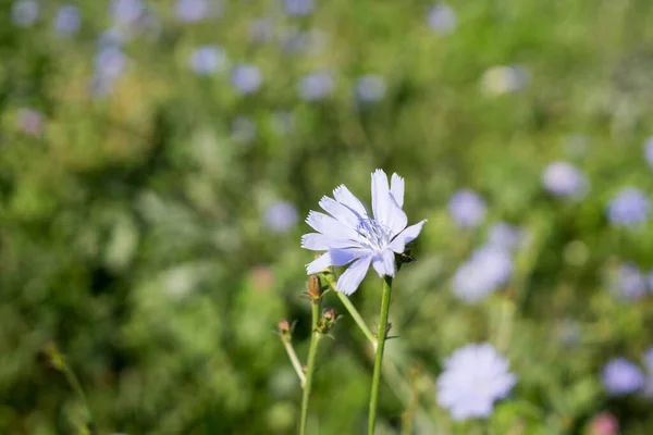 Färg Blommor Nära Upp Skott — Stockfoto