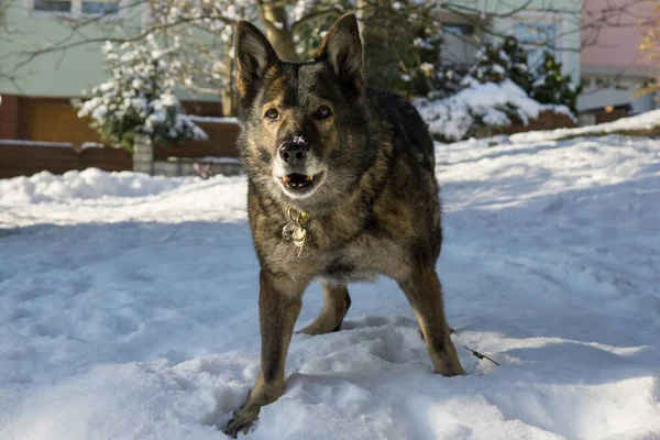 Cane Che Gioca Cortile Primo Piano Colpo — Foto Stock