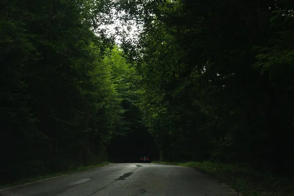 Silnice Zelené Stromy Lese — Stock fotografie