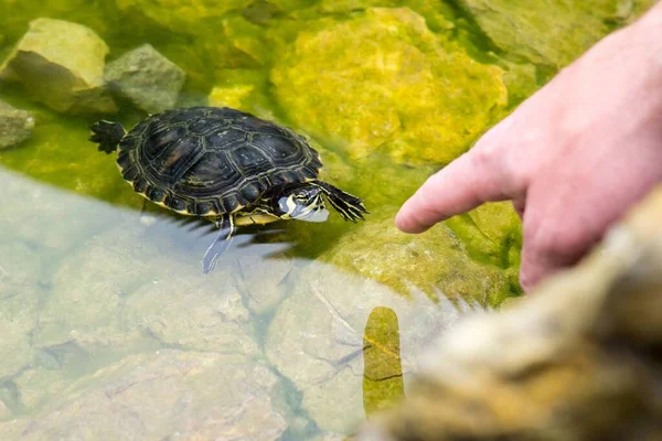 Kleine Schildpad Menselijke Hand Achtergrond — Stockfoto