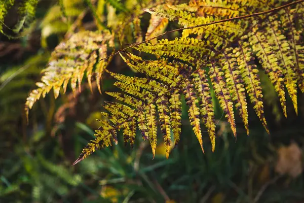 Folhas Verdes Jardim Close Tiro — Fotografia de Stock