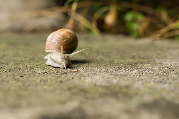 Caracol Animal Fundo Eslováquia — Fotografia de Stock