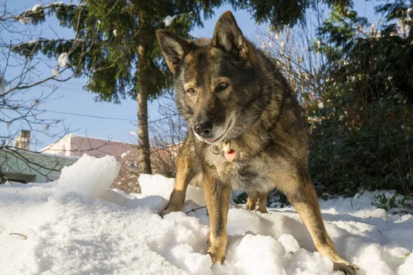 Hond Spelen Tuin Close Schot — Stockfoto