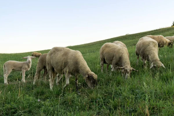 Juh Legeltetés Zöld Réten — Stock Fotó