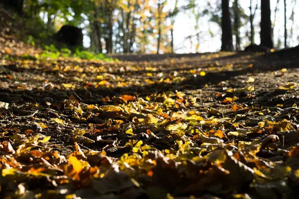 Forêt Magique Avec Arbres Feuilles Vertes — Photo