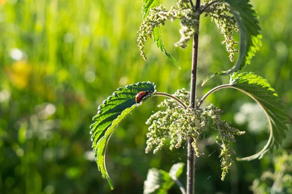 Ladybug Folha Planta Luz Solar Brilhante — Fotografia de Stock