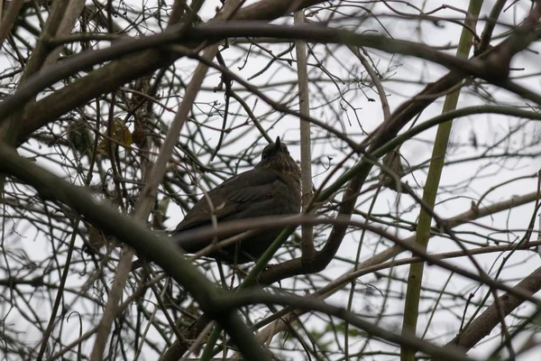 Oiseau Dans Nid Arbre — Photo