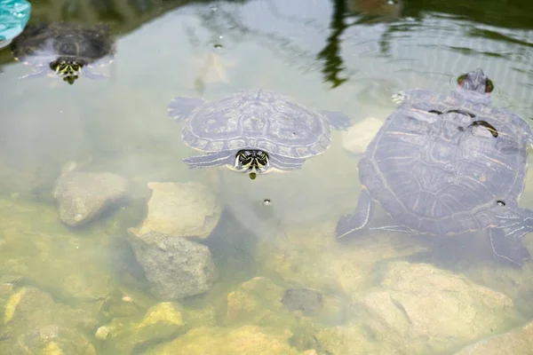 Schildpadden Menselijke Hand Achtergrond — Stockfoto