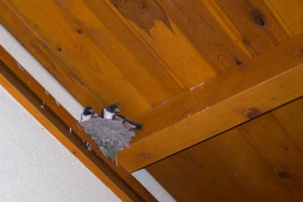 Деревянный Дом Гнездо Птицами — стоковое фото