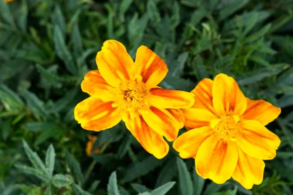 彩色花朵特写镜头 — 图库照片