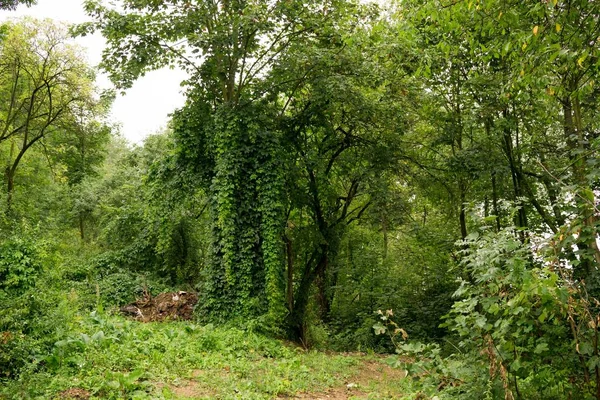 Bergbos Zonnige Dag — Stockfoto