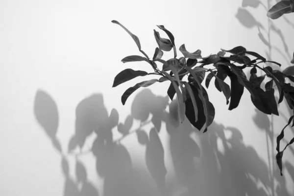 plant leaves with shadow on white wall