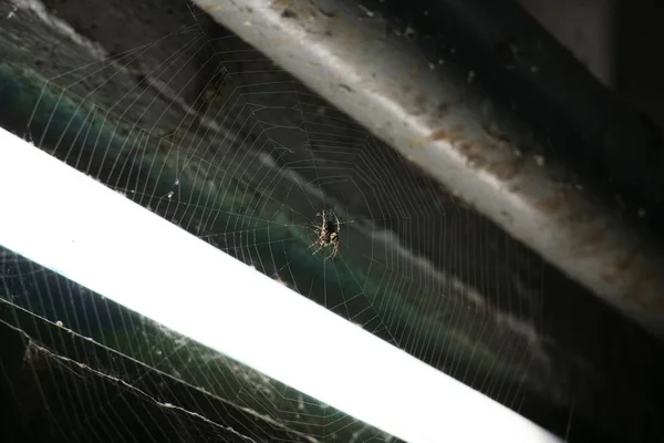 Spider Web Background Close — Stock Photo, Image