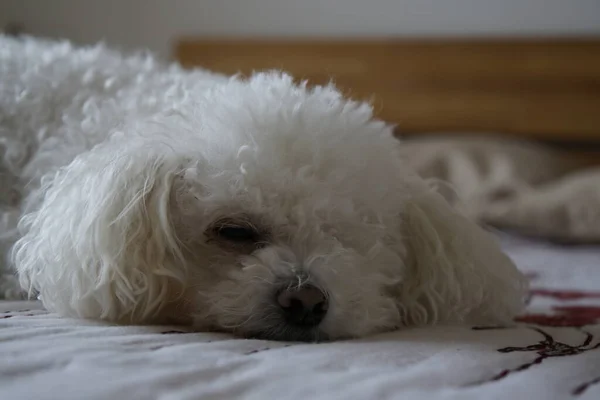 Gros Plan Chien Blanc Qui Glisse — Photo