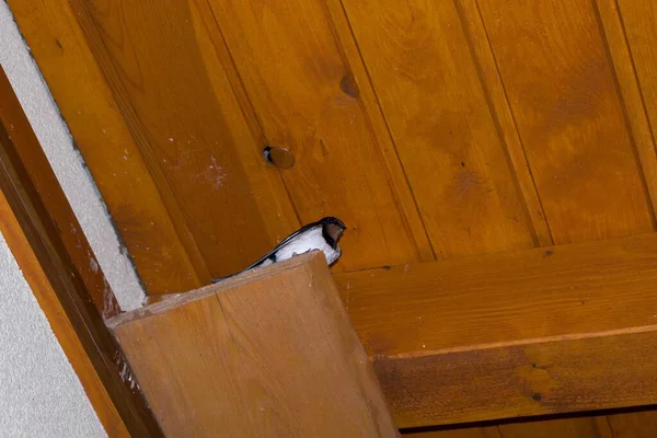 Holzhaus Und Nest Mit Vogel — Stockfoto