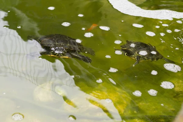 Schildpadden Meer Achtergrond — Stockfoto