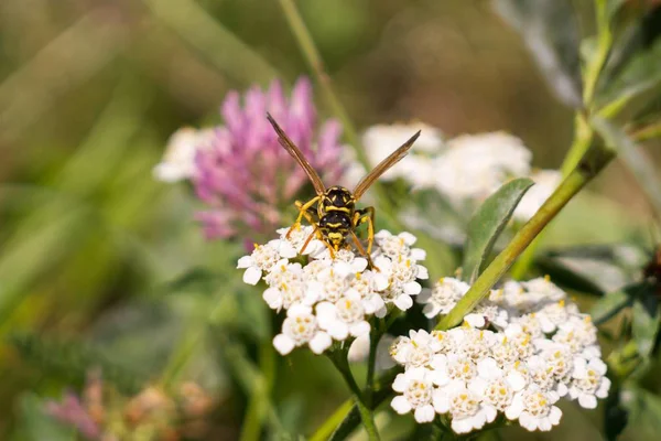 Las Flores Hermosas Error Jardín Cierran Disparos —  Fotos de Stock