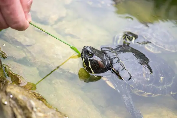 Kleine Schildpad Meer Achtergrond — Stockfoto