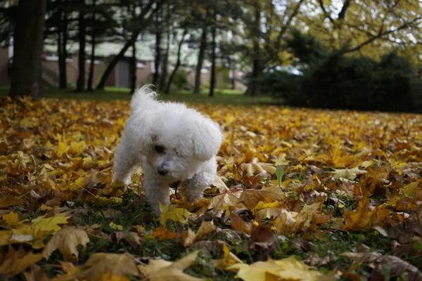 Carino Cane Bianco All Aperto Nel Parco — Foto Stock