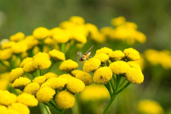 庭の美しい花と蜂が近くで撃たれた — ストック写真