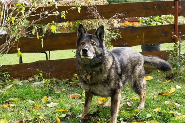 Primo Piano Colpo Vecchio Cane Con Giocattolo — Foto Stock