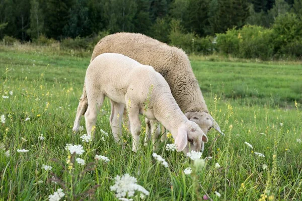 Pascolo Pecore Sul Prato Verde — Foto Stock